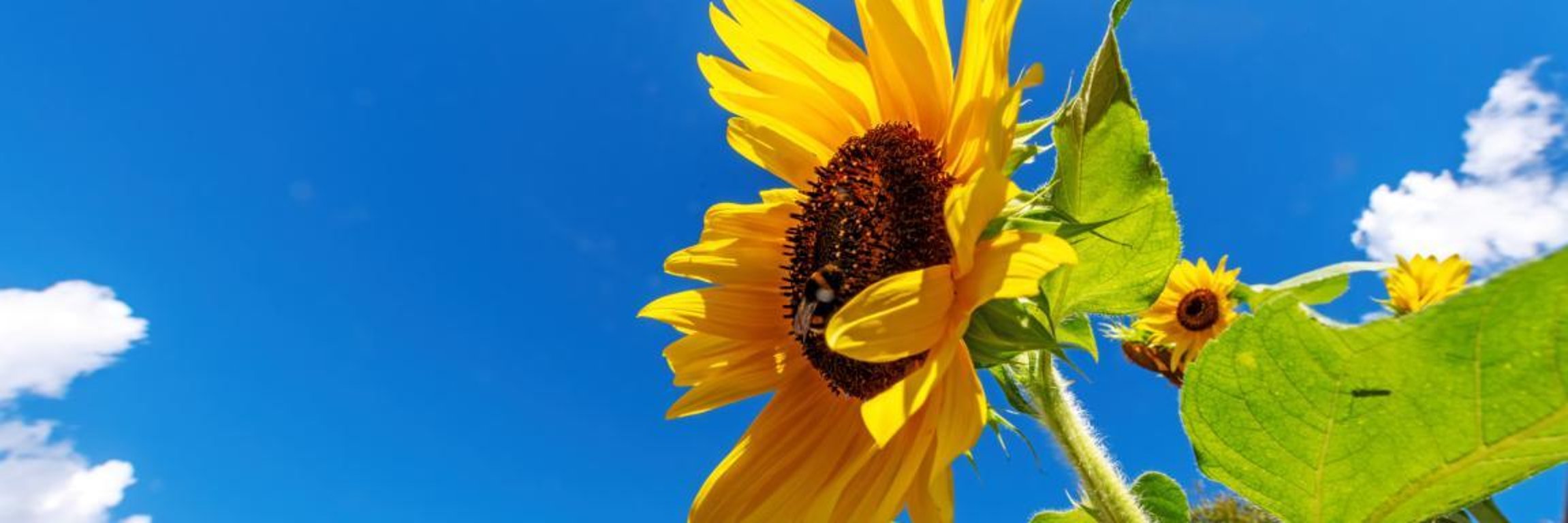 Sunflower field over cloudy blue sky background, Helianthus annuus